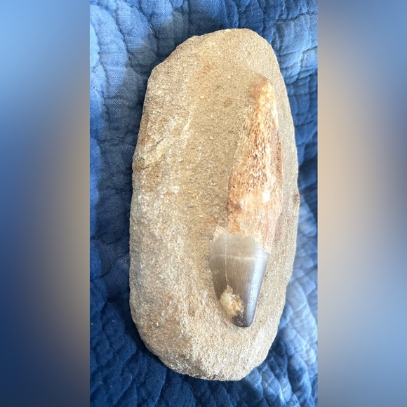 Mosasaurus fossil tooth - Picture 2 of 8